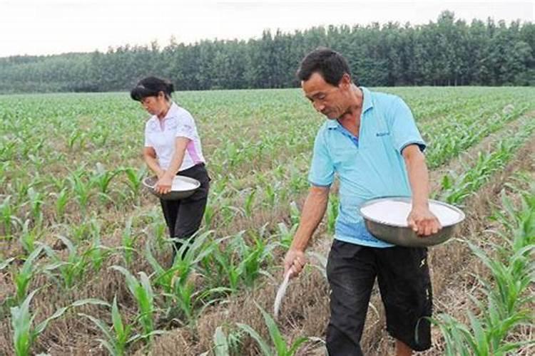海藻氨基酸水溶肥稻谷能用吗