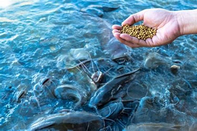 想要提高水产的产量和质量,水产养殖户该选择什么样的磷肥呢？