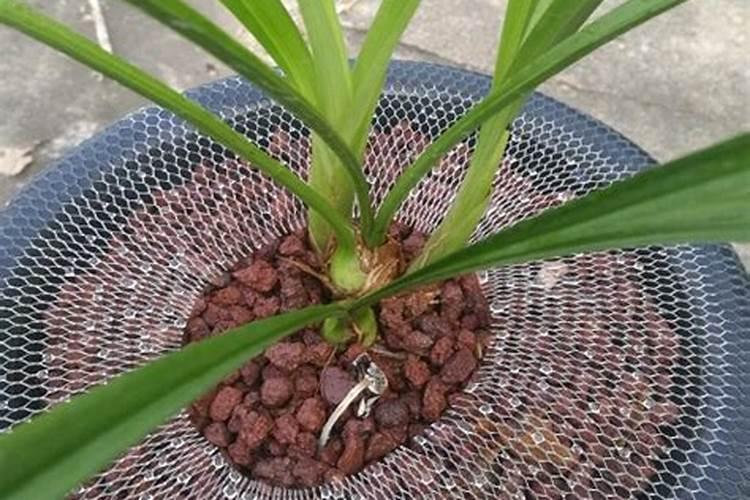 氯吡脲叶面喷施几次