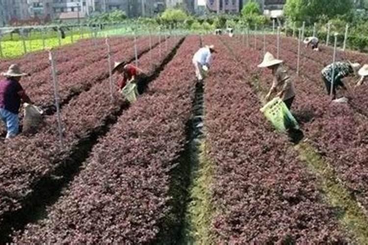 梨树采果后的管理需要注意什么