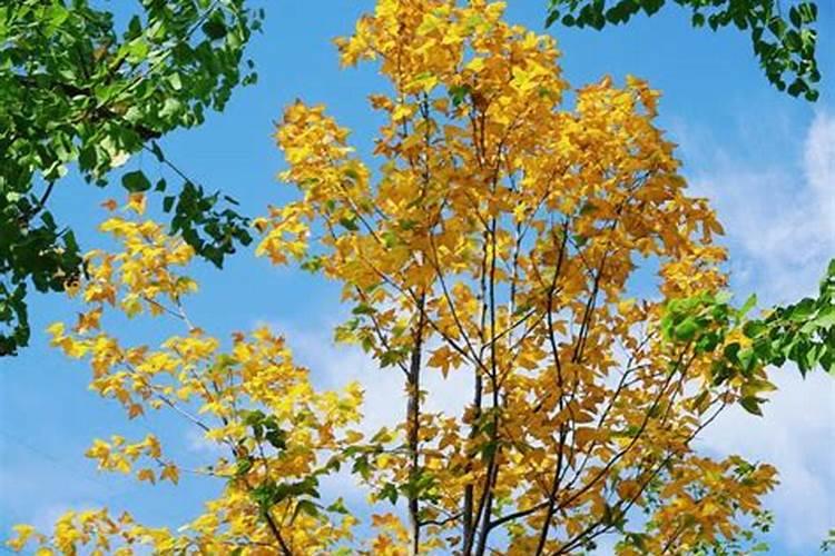 梨树施秋肥,沟施和穴施怎么选择？