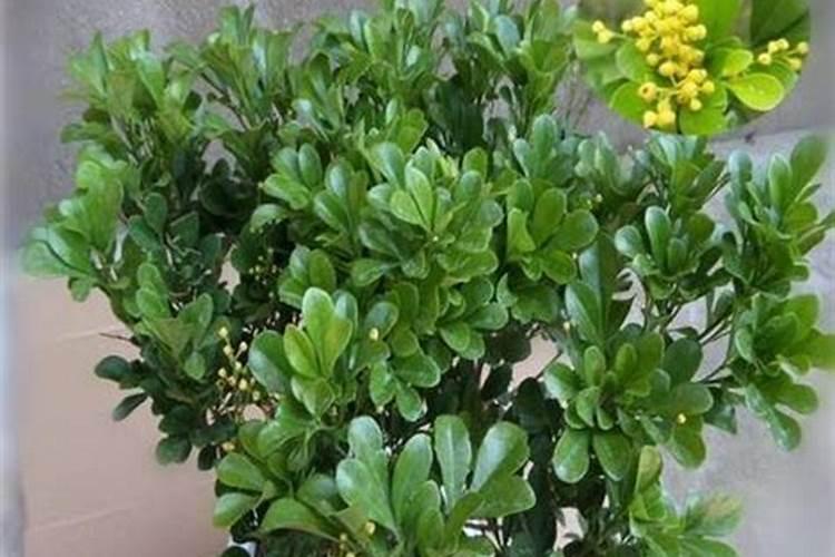 米兰花怎么浇水(多久浇一次),米兰花怎么施肥