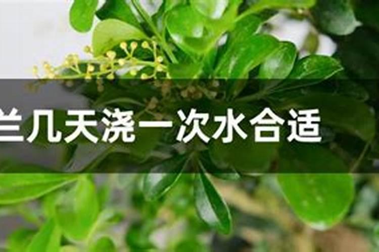 米兰施肥需施什么肥料