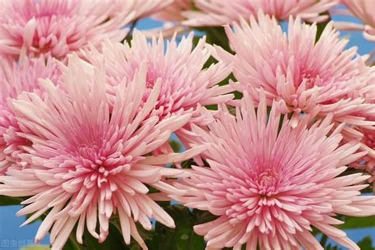 黄腐酸钾一亩地用多少