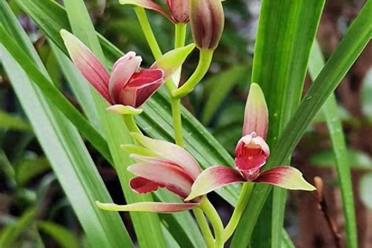 油菜素甾醇生理作用