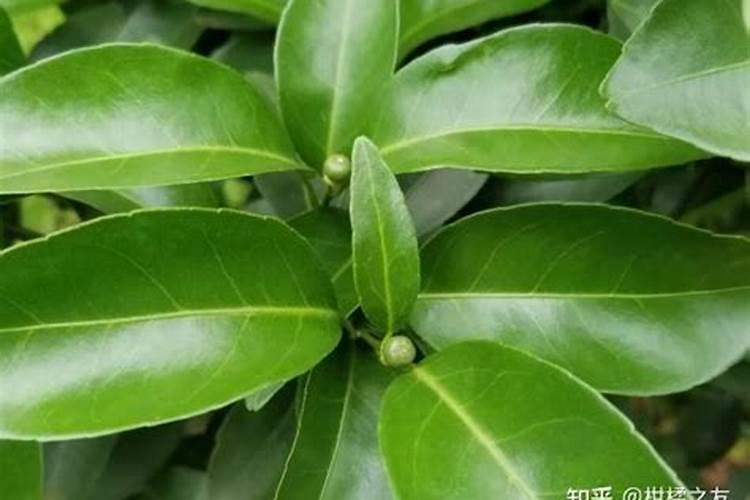 尿素当叶面肥使用方法