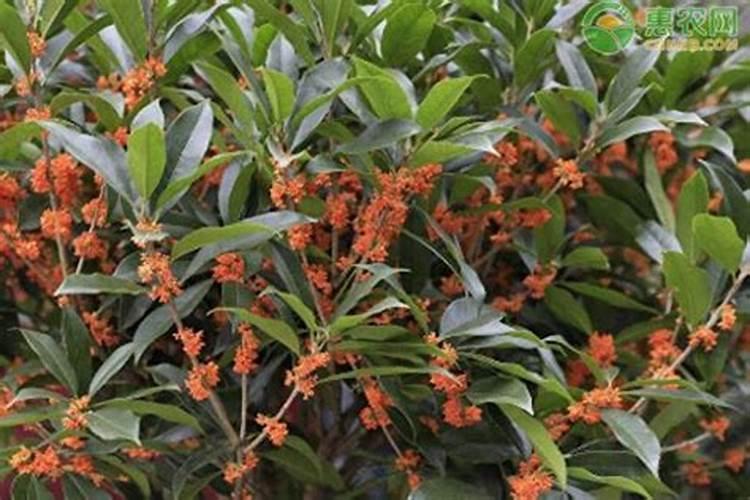 盆栽桂花树可以浇营养液吗