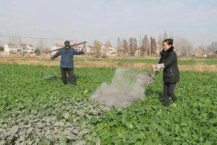 种植油菜该怎么施硼肥？