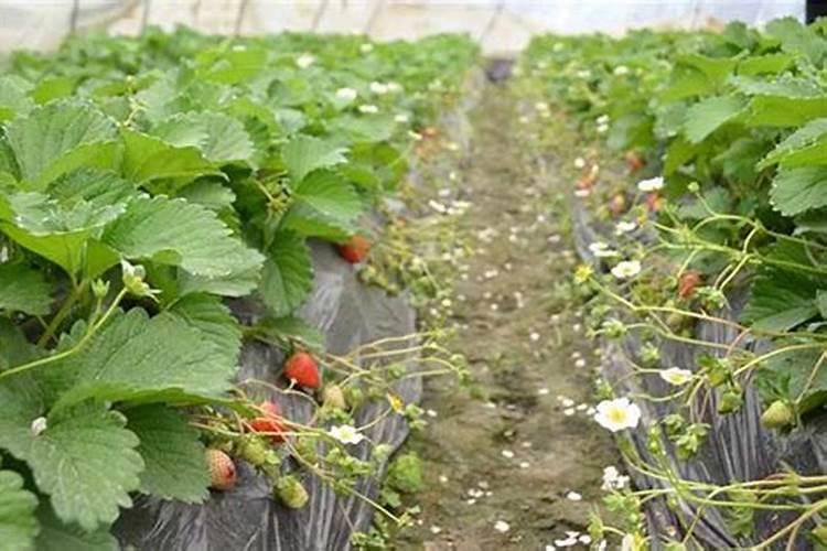 樱桃坐果的时候用什么肥料好？