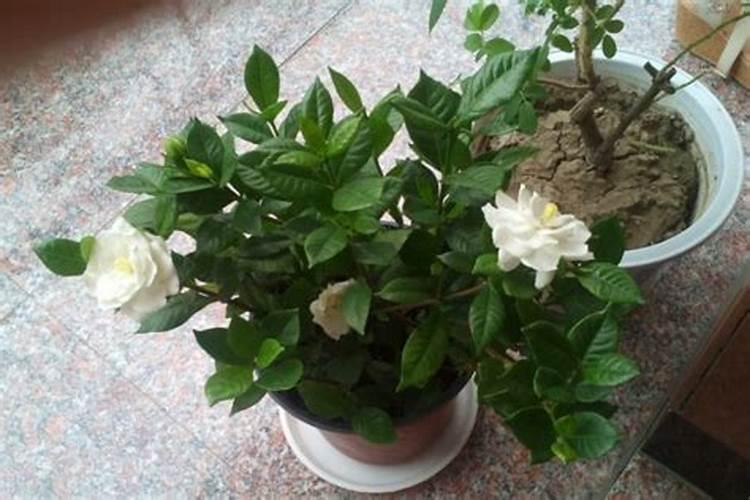 栀子花秋季怎么施肥