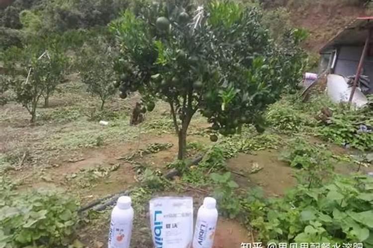 氮肥为什么叫尿素