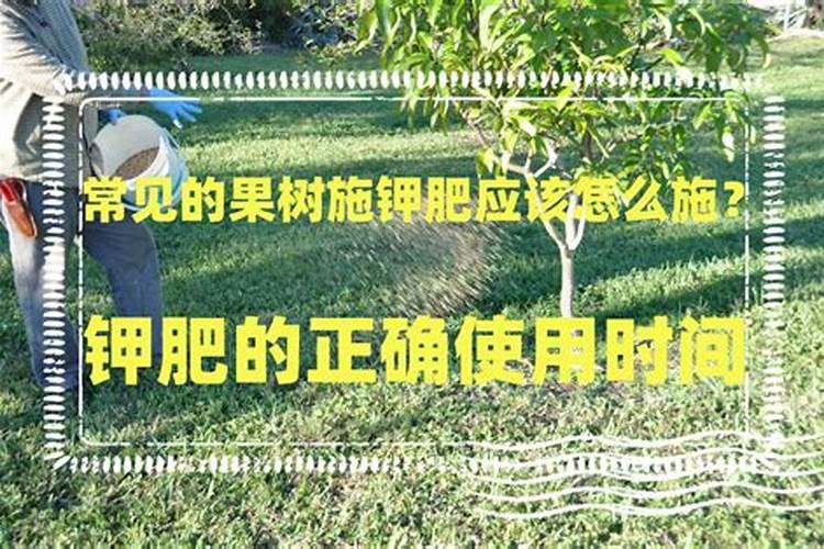 哈密瓜膨果期怎样施肥