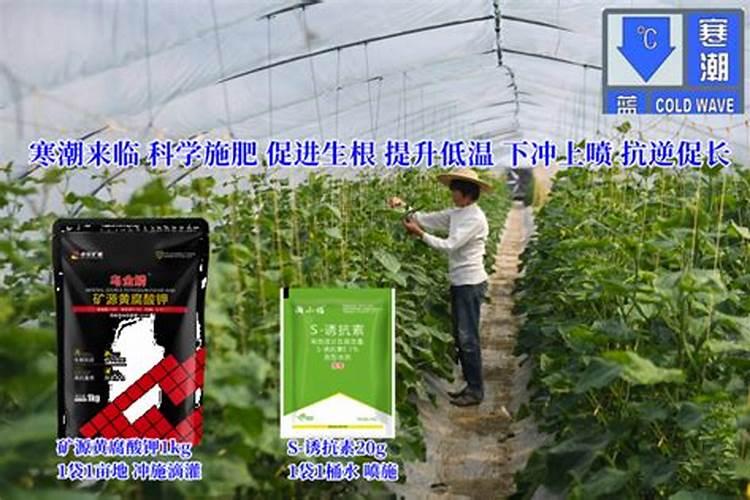 白菜出苗后怎么浇水