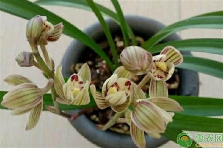 兰花多久施肥一次