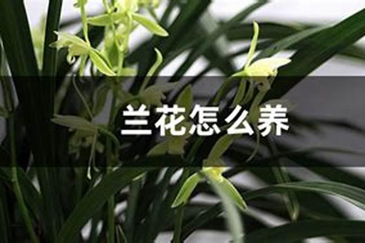 吊兰花怎么养才能旺盛