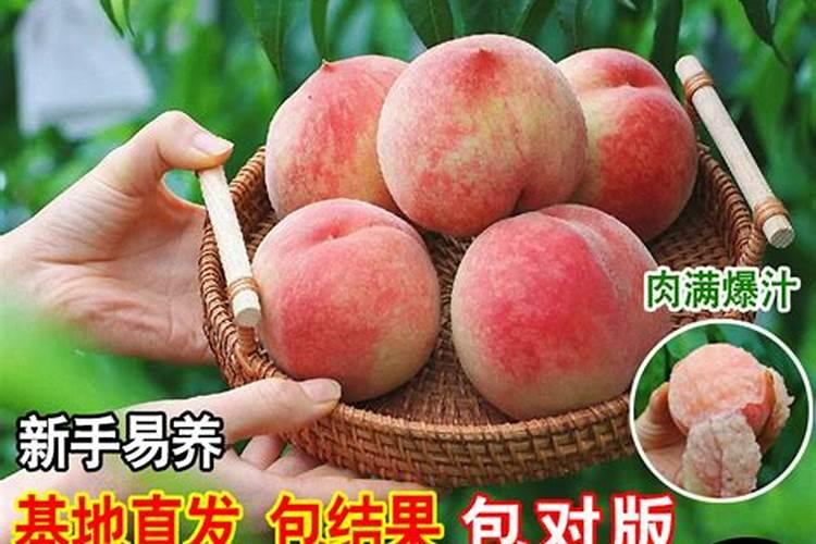 柑橘春季施用什么水溶肥？