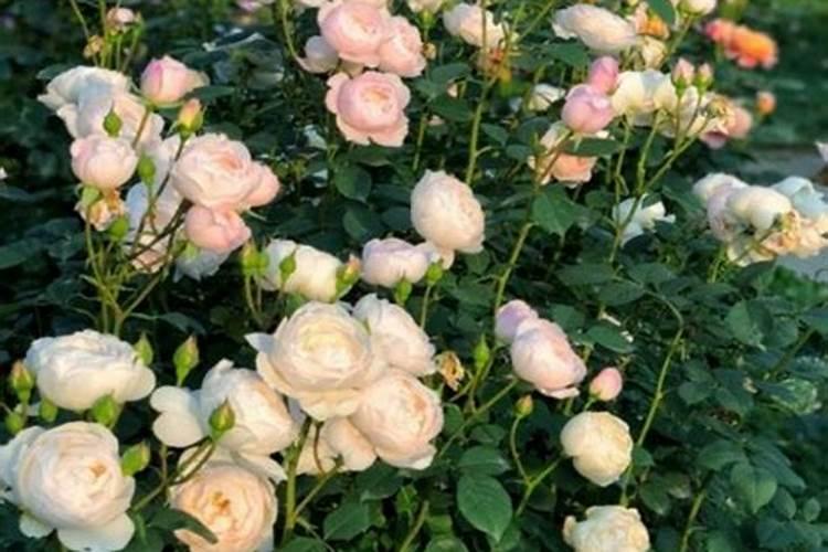 月季花移栽后多久可以施肥