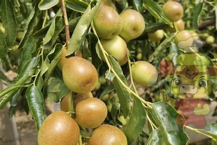 枣树施什么肥料最好