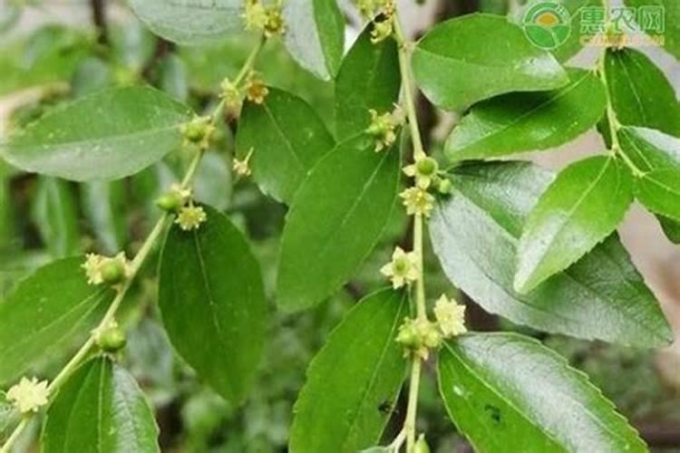 枣树如何施肥？