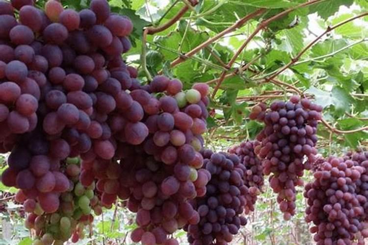 磷肥泡水可以浇花吗