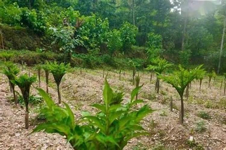 魔芋施肥最佳时间 施肥方法总结