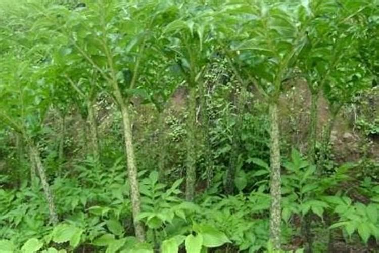 魔芋施肥最佳时间 使用什么肥料好