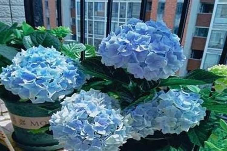 土壤病菌严重的地块上什么复合肥比较好