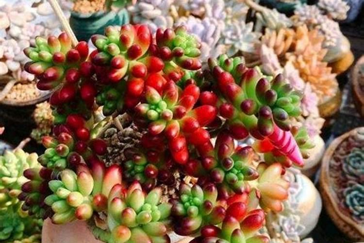 多肉施肥注意事项有哪些 怎么施肥最合理