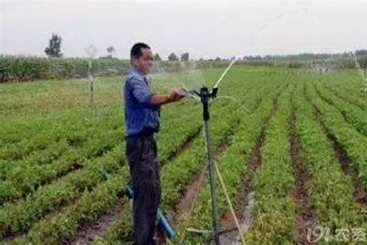 碳铵是什么肥料 碳酸氢铵肥效期多长