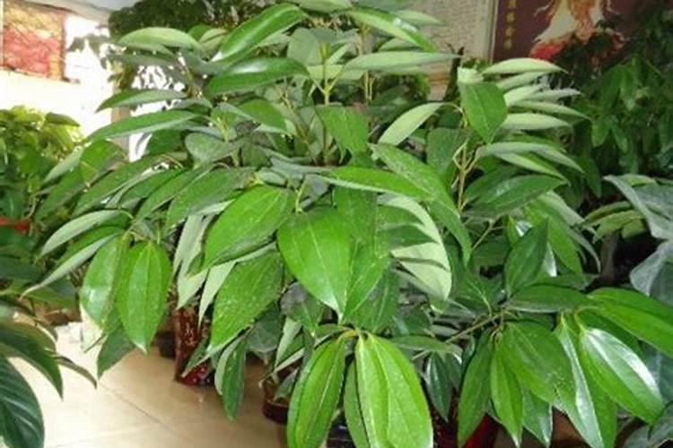 大棚西瓜高垄栽培的注意事项与技巧与注意事项