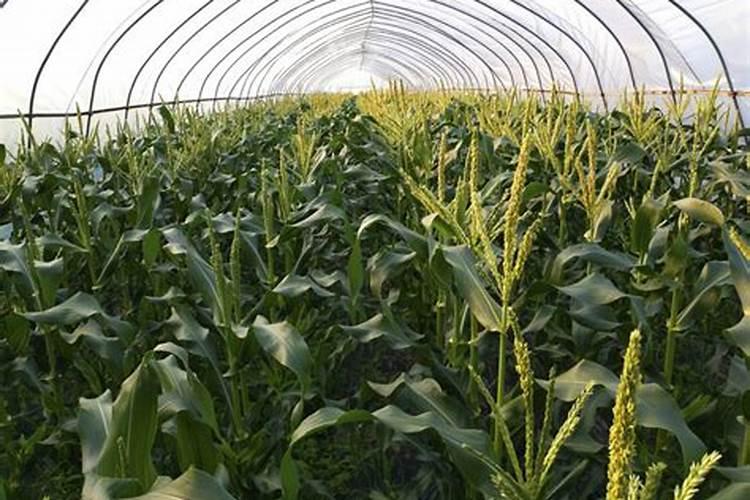 大棚阴天下雨可以打叶面肥吗