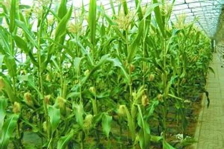 大棚阴天下雨可以打叶面肥吗？