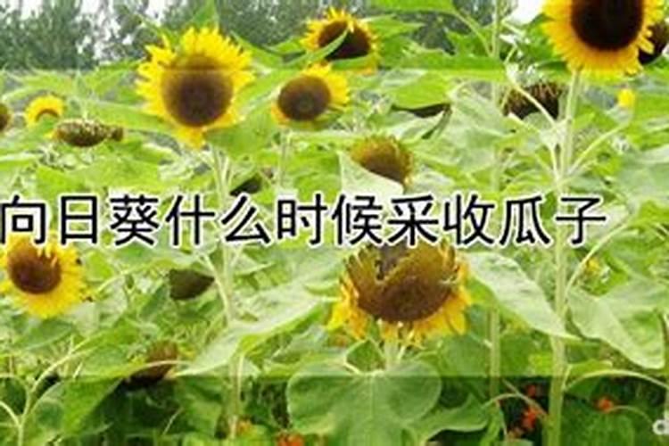 大豆结荚期喷施什么叶面肥肥