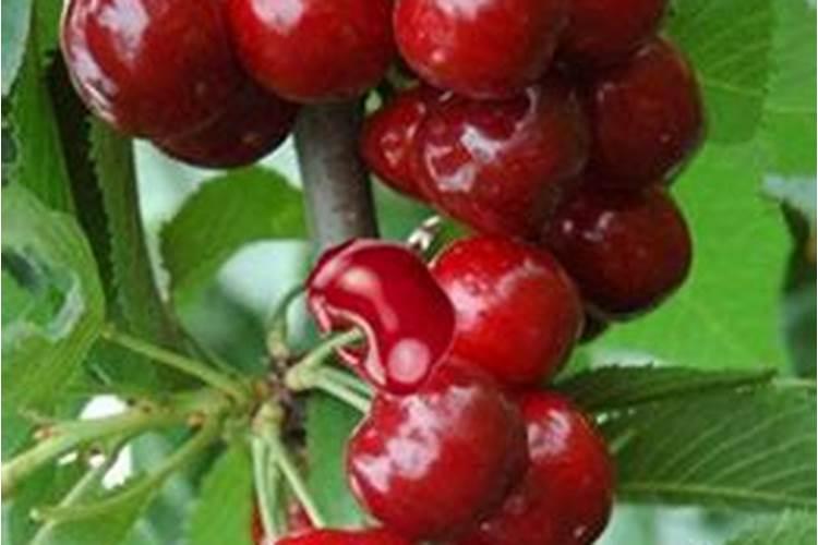 小番茄每个生长期需要的肥料