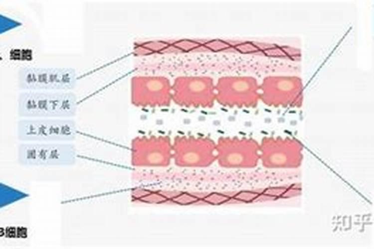 鱼蛋白胶囊鱼蛋白的成分及生理功效