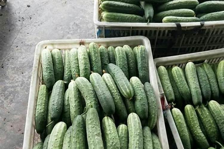 黄瓜用什么肥料产量高