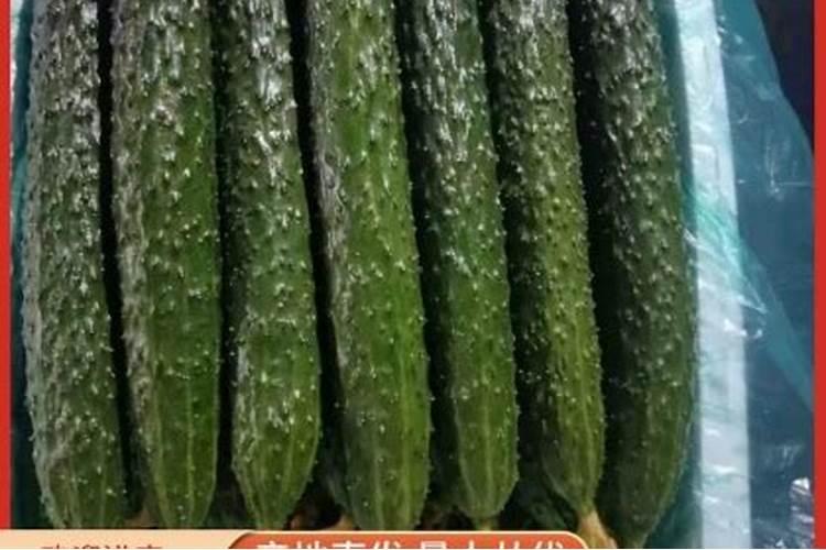 黄瓜用什么肥料产量高