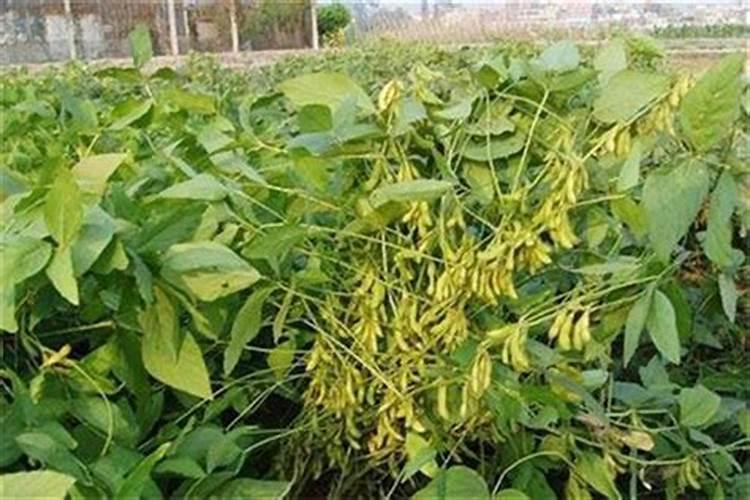 种什么能套种花生呢