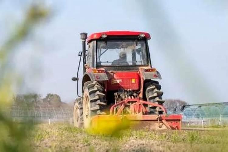 橘子树用什么肥料最好？橘子树施肥方法和注意事项