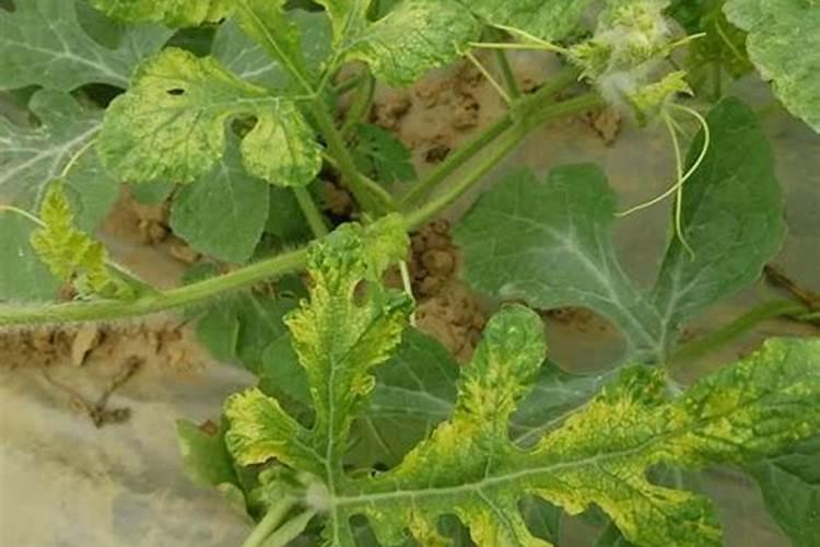 仲丁灵施药后几天内能移栽西瓜对西瓜