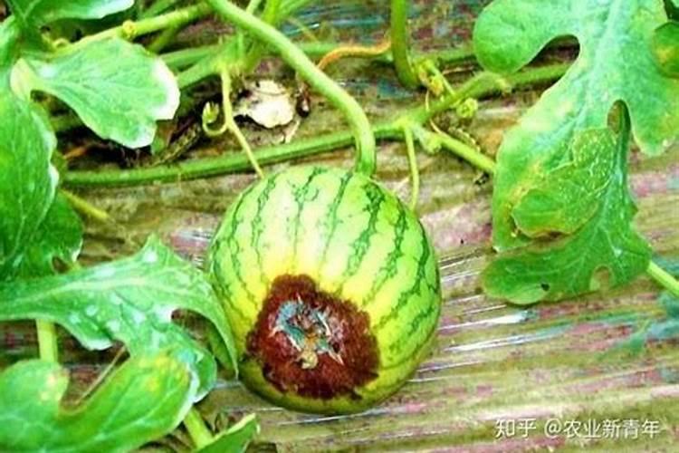 香蕉为什么没有种子？