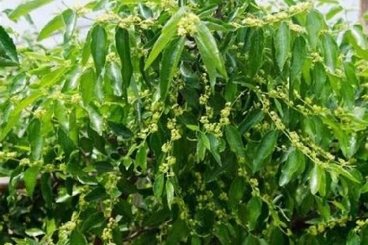 茄子施什么肥最好