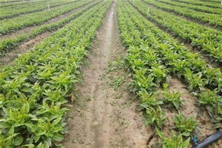 落地生根花卉有哪些？麻烦详细说说。