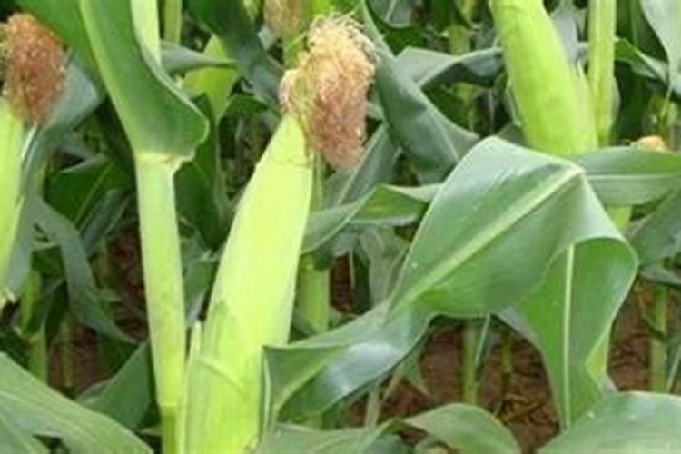 有机肥是什么肥料标准