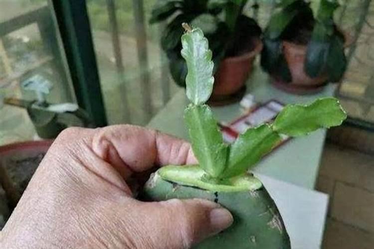 豆角幼苗可以喷磷酸二氢钾不