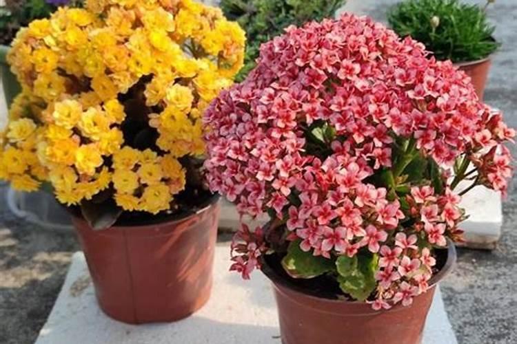 哪些花需施磷肥