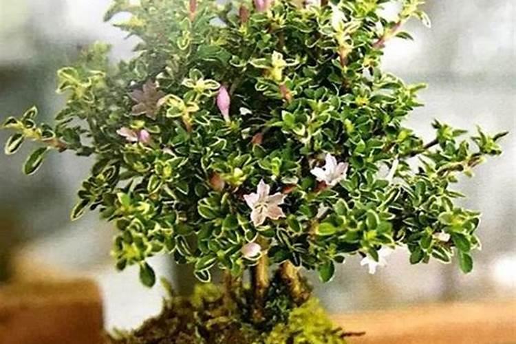 苔藓喷洒什么肥料