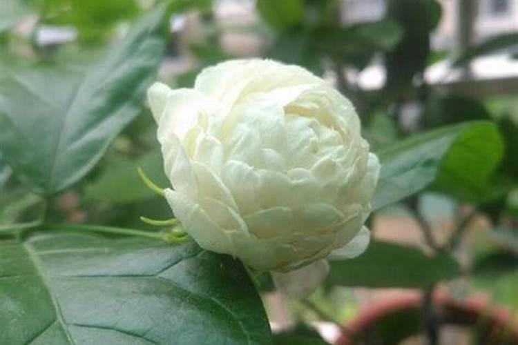 玉米拔节期叶面肥配方