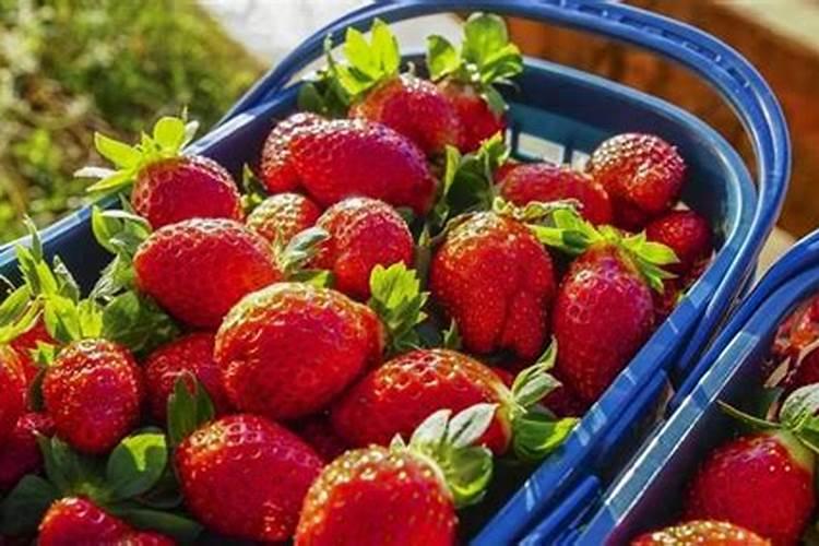 冬天怎么养草莓