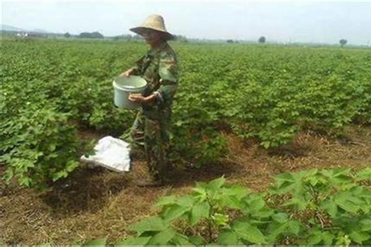 种豆角施什么底肥好